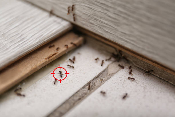 Best Residential Pest Control  in South Amherst, OH
