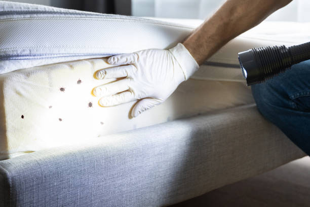 Best Affordable Pest Control Services  in South Amherst, OH