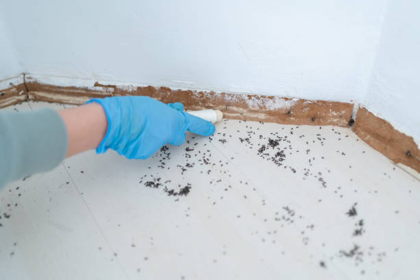 Best Commercial Pest Control Services  in South Amherst, OH